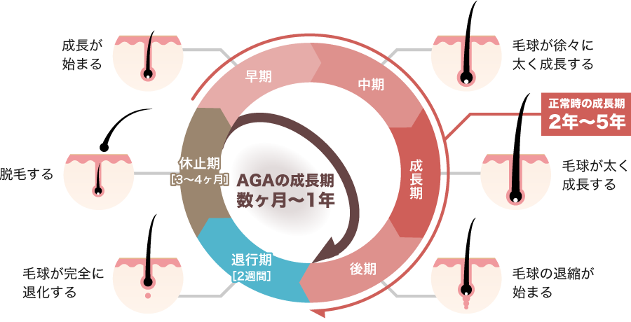 ヘアサイクル概念図