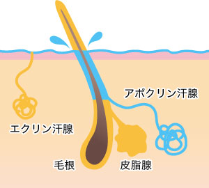 エクリン汗腺とアポクリン汗腺 概念図