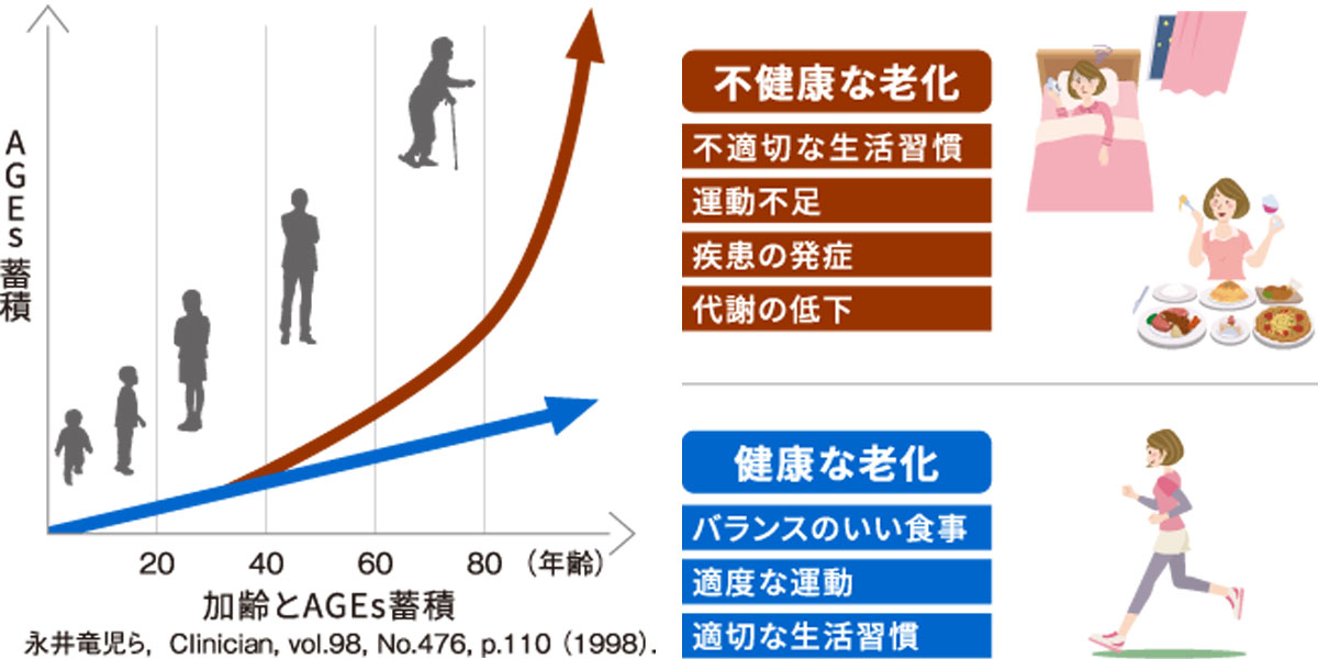 加齢とAGEs蓄積image