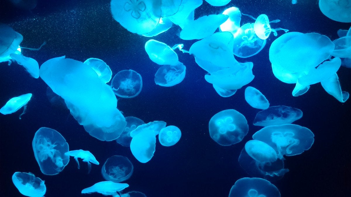 AGE(体のコゲ）について①　