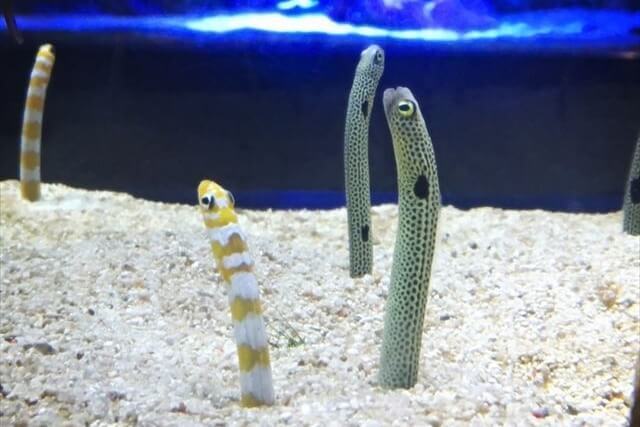 ＡＧＥ（体のコゲ）について②食生活