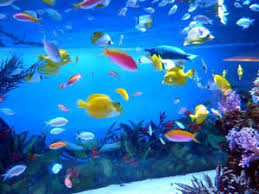 ＡＧＥ（体のコゲ）③　ＡＧＥをためない生活