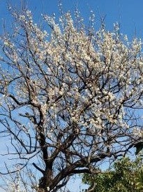 ビタミンA トレチノインについて②