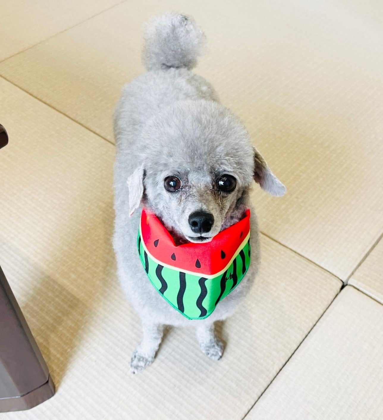 「栄養　食べるもの⑥」　油ω３について