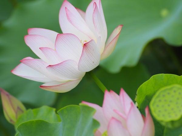 「栄養（食べるもの）⑥　ω６とトランス脂肪酸