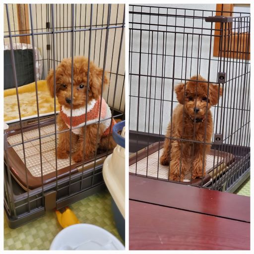 赤い傷あとの治療②　「形成外科　保険診療のもう一歩先」