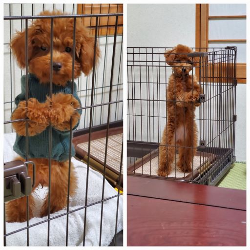 茶色や白い傷あとの治療③　「形成外科　保険診療のもう一歩先」