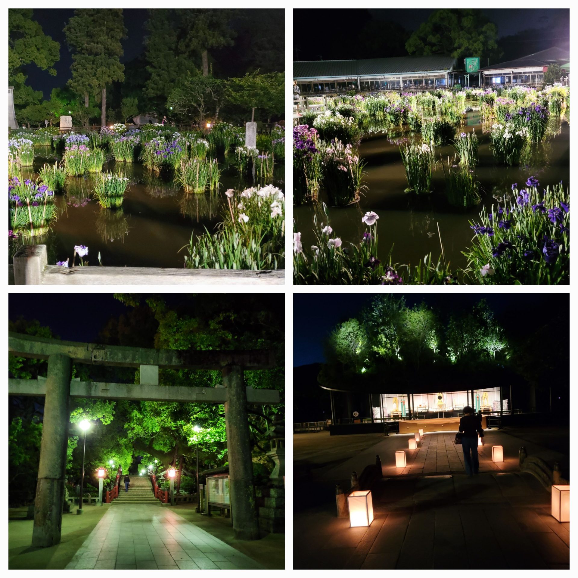 皮膚の「層」治療②　真皮　コラーゲントレーニング