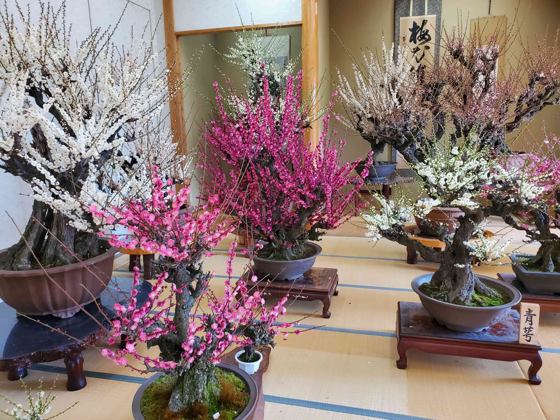 CO2レーザーとエルビウムヤグレーザーの違い②