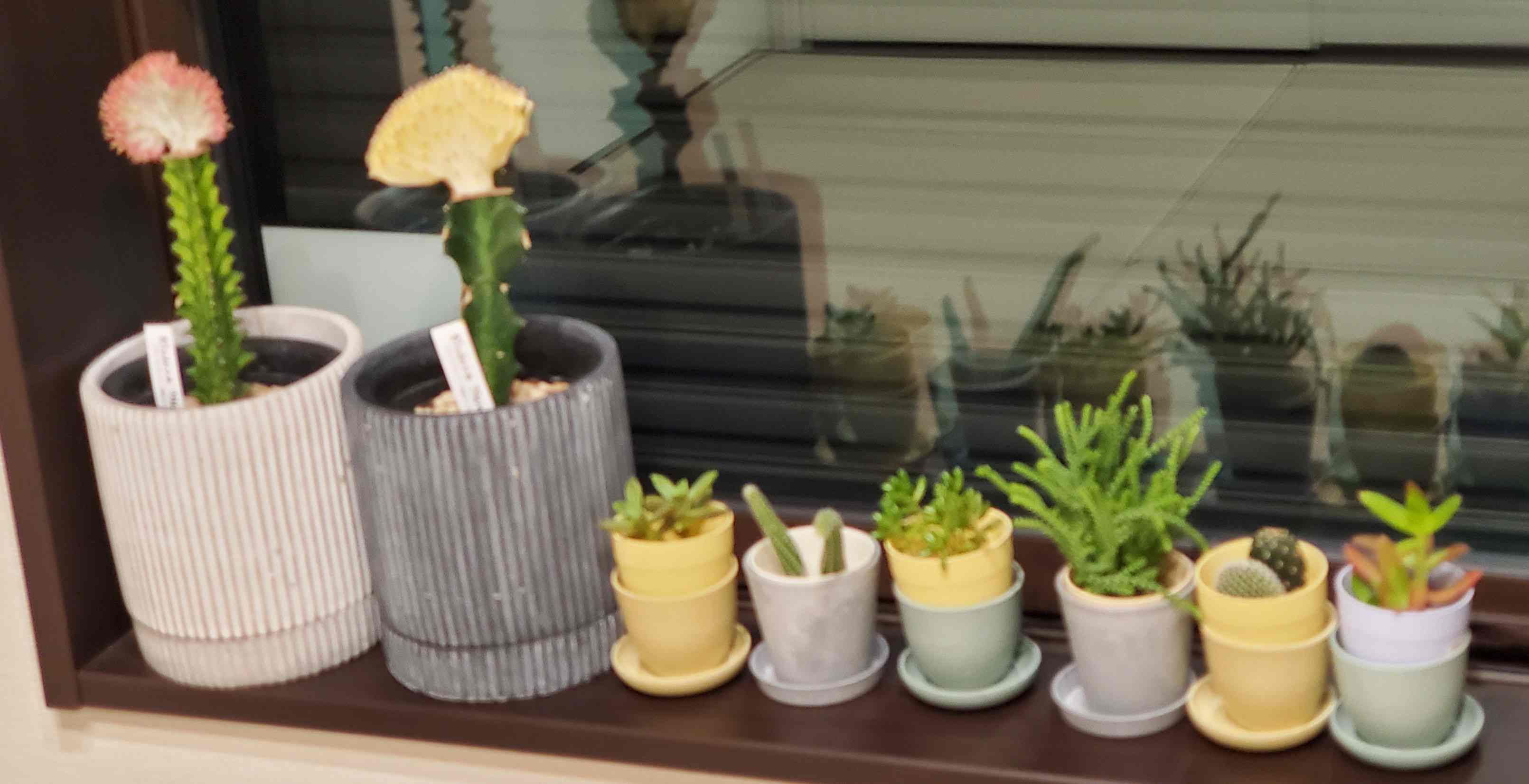 私が考える「見た目の美しさ」について