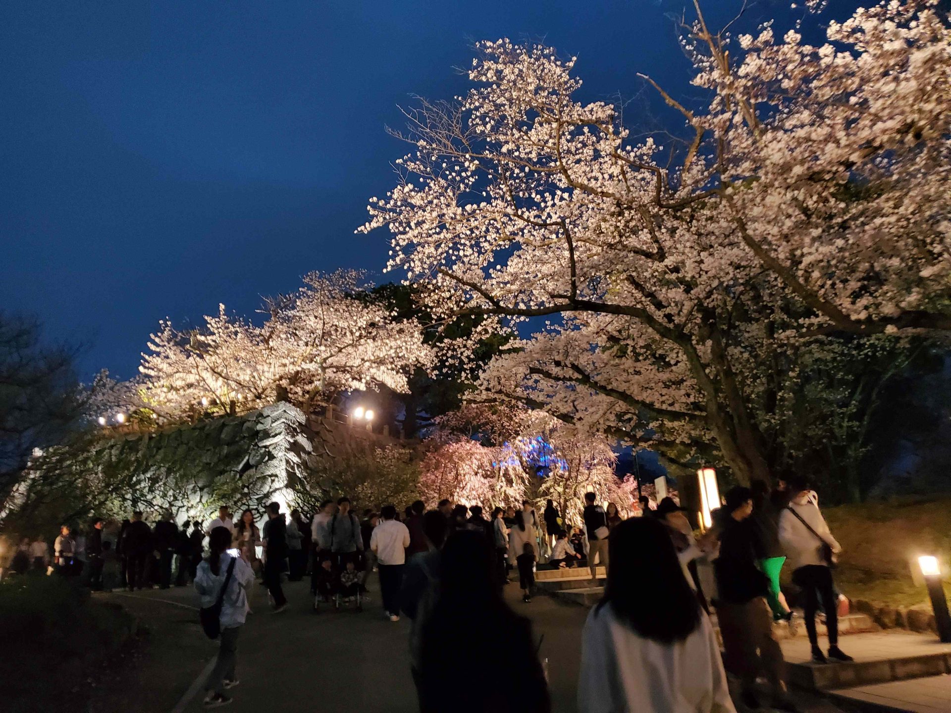 肌とビタミンB②　　ビオチンとシアノコバラミン